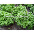 Authentic Lemon Balm seeds Melissa Officinalis seeds for planting and sale